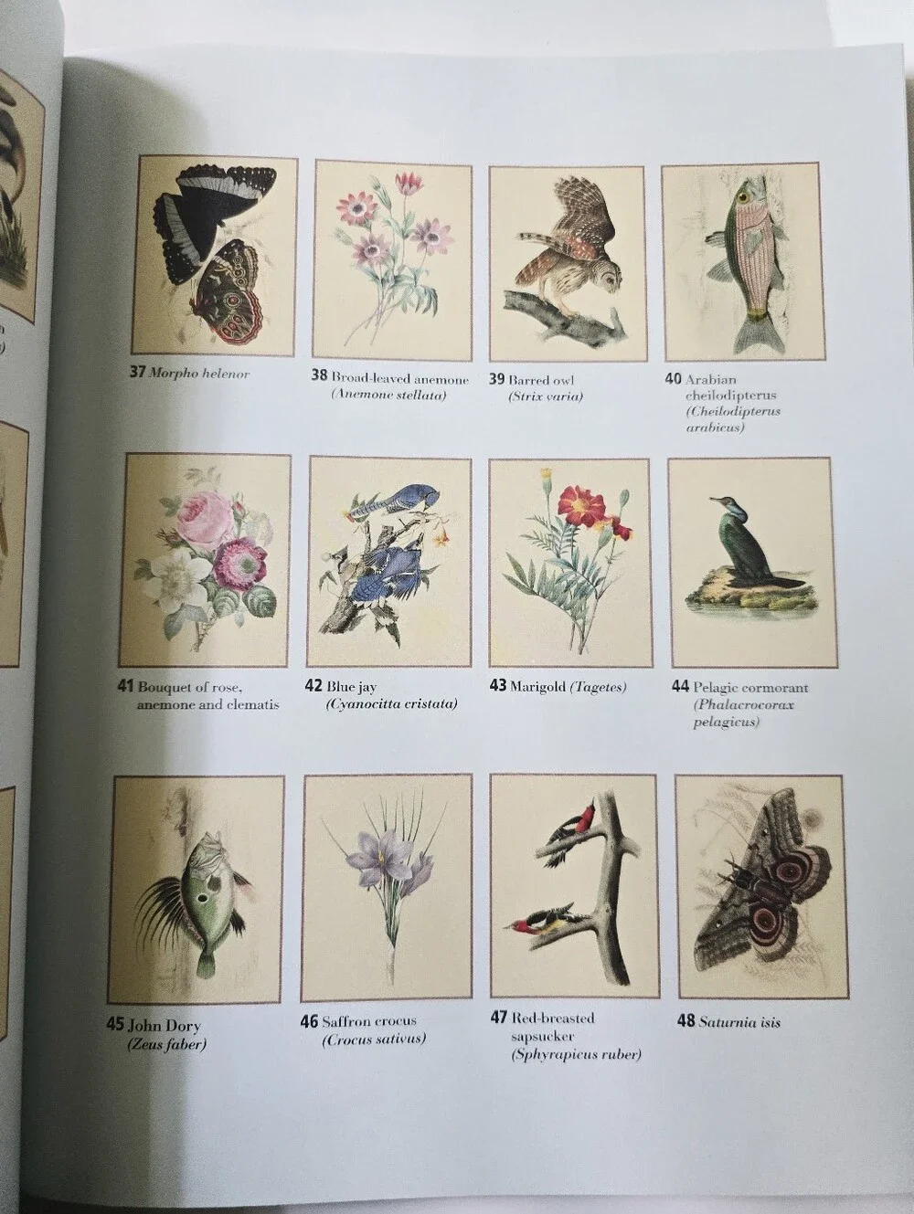 The Beautiful Nature Adult Vintage Coloring Book